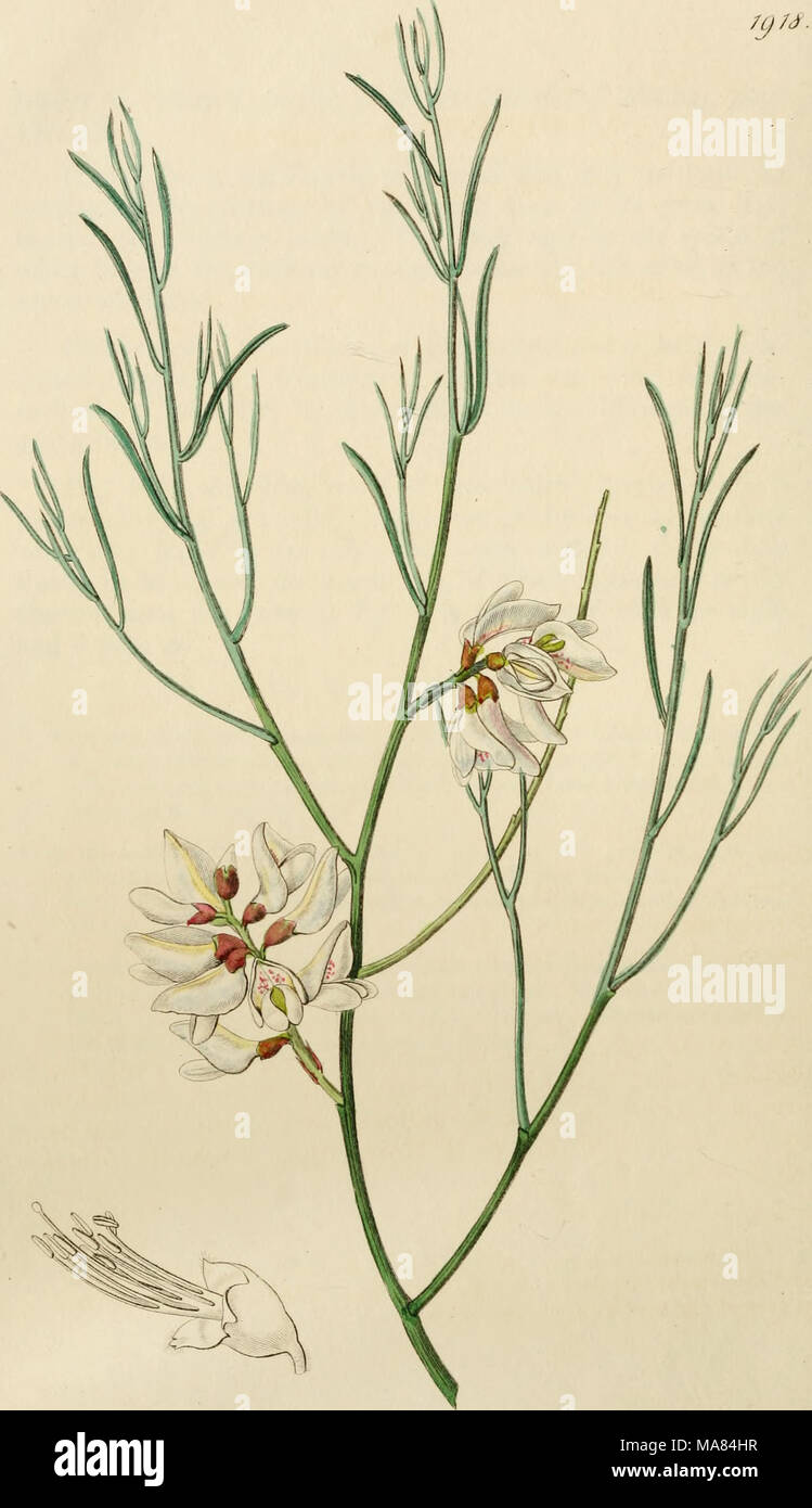 . Edwards' botanical register, ou jardin de fleurs ornementales, et le bosquet .. . ./^^y hc-voAe-. M. mJriyJ. ^^^n /6ff 9icccMI^^ 0. /. ISjS XW-^ŠATOJ : Banque D'Images