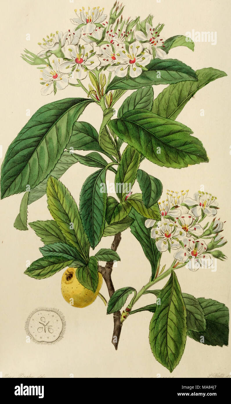 . Edwards' botanical register, ou jardin de fleurs ornementales, et le bosquet .. . ^^.j''mc/ :^'. ^PUri-cf.r. Mk:fu^ /eg &AMP ; %&gt ;:u^^j jr. j'rass Banque D'Images