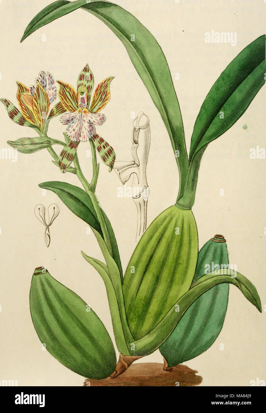 . Edwards' botanical register, ou jardin de fleurs ornementales, et le bosquet .. . Jj-ui.^^^ffiU3 OyJ.^^^s igi/&Lt ;^^^2.&Lt ;"^^ ^f. / ^^- dJ y."^^ f/ti. JC : Banque D'Images