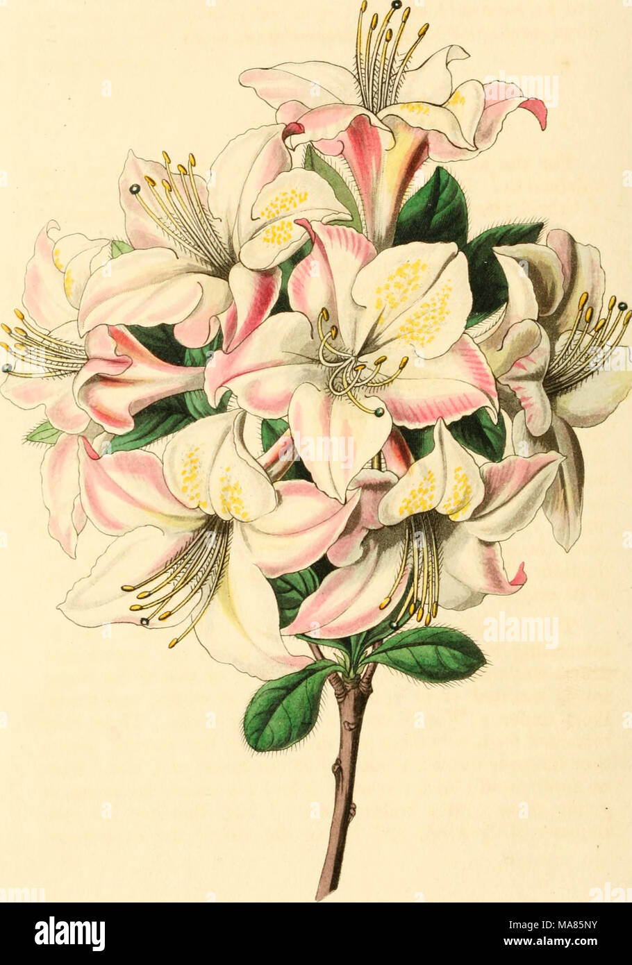 . Edwards' botanical register, ou jardin de fleurs ornementales, et le bosquet .. . ^ ^2'ya rji/ j'^M-iy f iJ^ ^^^&lt;i/-au/f^^  9icca.'&amp ;(/" Va^v r -/(frj Banque D'Images