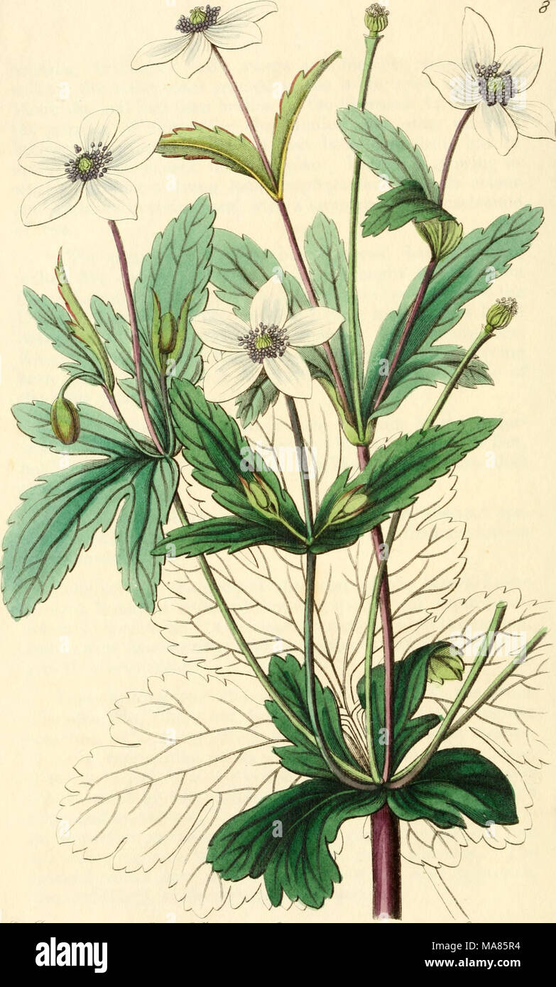 encore 14060 plantes ornementales