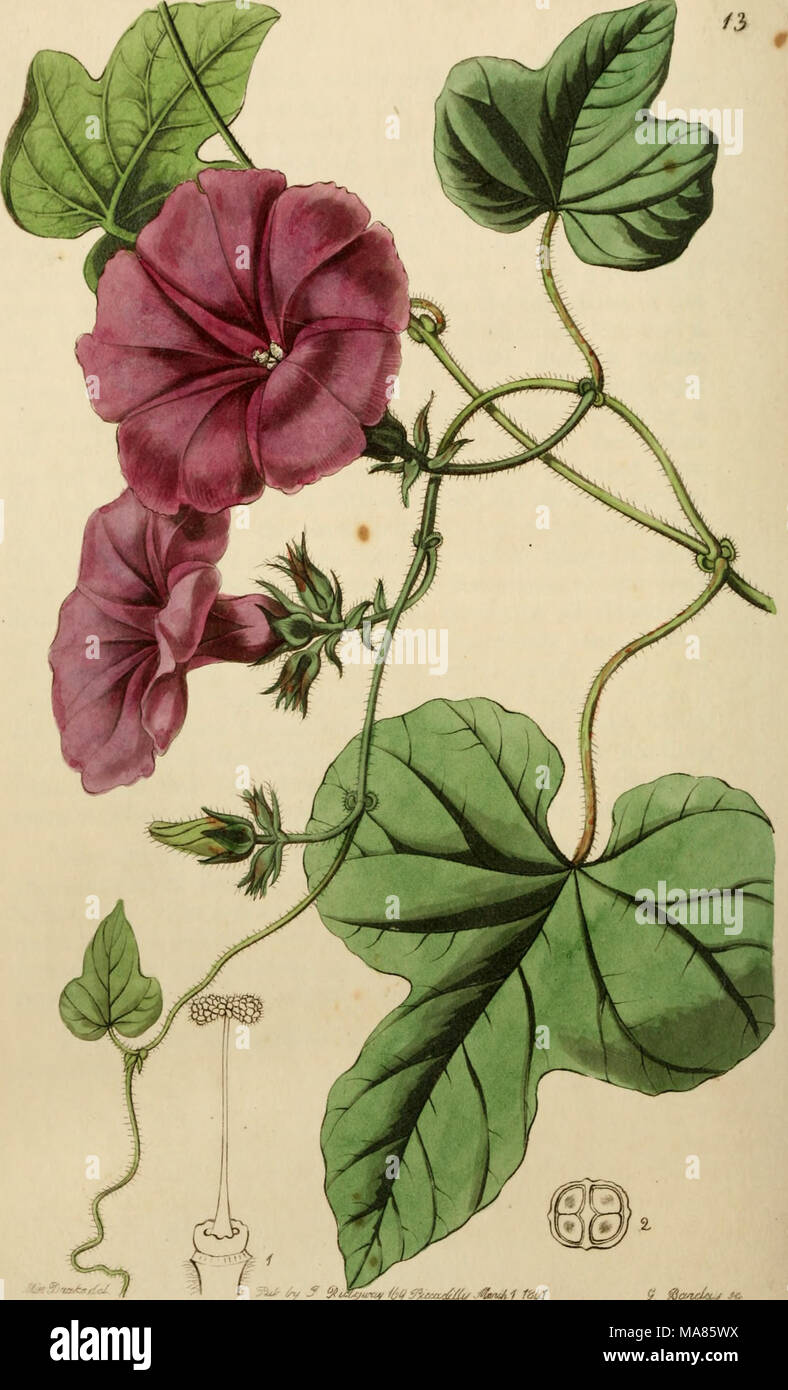 . Edwards' botanical register, ou jardin de fleurs ornementales, et le bosquet .. . ^ ^t ftft&amp;4 umtifly onci1 f'dlj (fflaisJtirS J ± c Banque D'Images