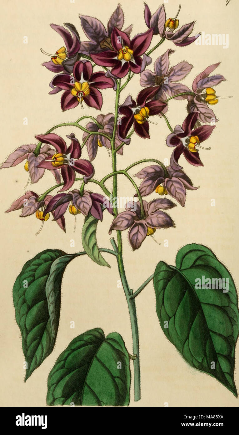 . Edwards' botanical register, ou jardin de fleurs ornementales, et le bosquet .. . Â ¢ &lt;u  %a-h 3  %*/â ?&Lt ;*Â" ? M'i) 5W&Lt ;^ &AMP ;*//â ¢*/ f# k/ SilivuUcufK j Banque D'Images