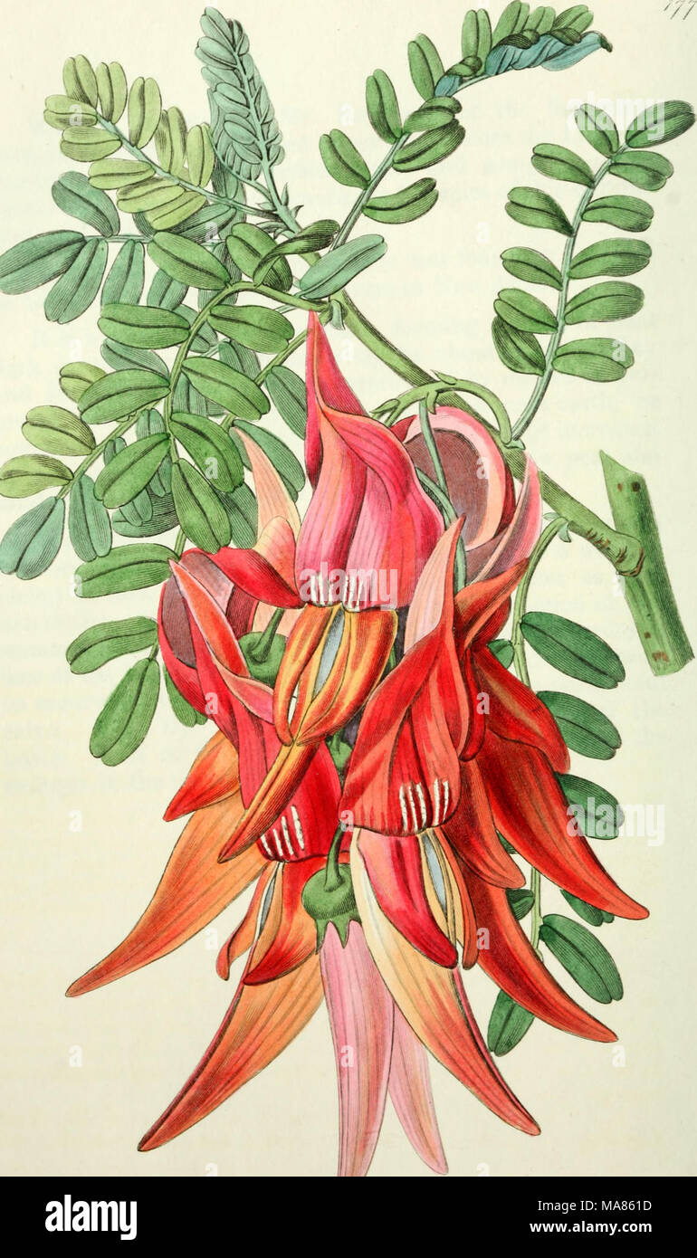 . Edwards' botanical register, ou jardin de fleurs ornementales, et le bosquet .. .-Je ?:W... v^^^ J-.C^^^^ /&Lt ; :^^^^-./ ^^././cTJ.^. Banque D'Images