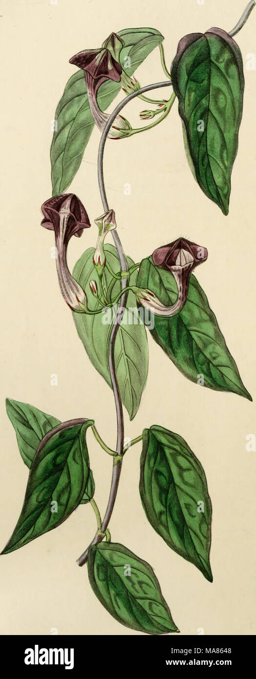 . Edwards' botanical register, ou jardin de fleurs ornementales, et le bosquet .. . /^C'O. ."^â ¢,*^^2iÂ"4 .j^. ^^ uii y. ^& ;&Lt ;^^y u/s^ ^&Lt ;. :^^ j'ai/Oc^j. /(FS4- â Banque D'Images