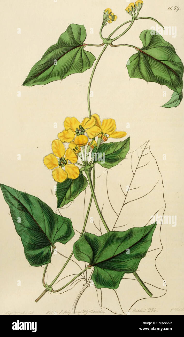 . Edwards' botanical register, ou jardin de fleurs ornementales, et le bosquet .. . Â toA^^.y'. ^^^ J- u-^ mtuf Js-^^^p j"xa^^ Banque D'Images