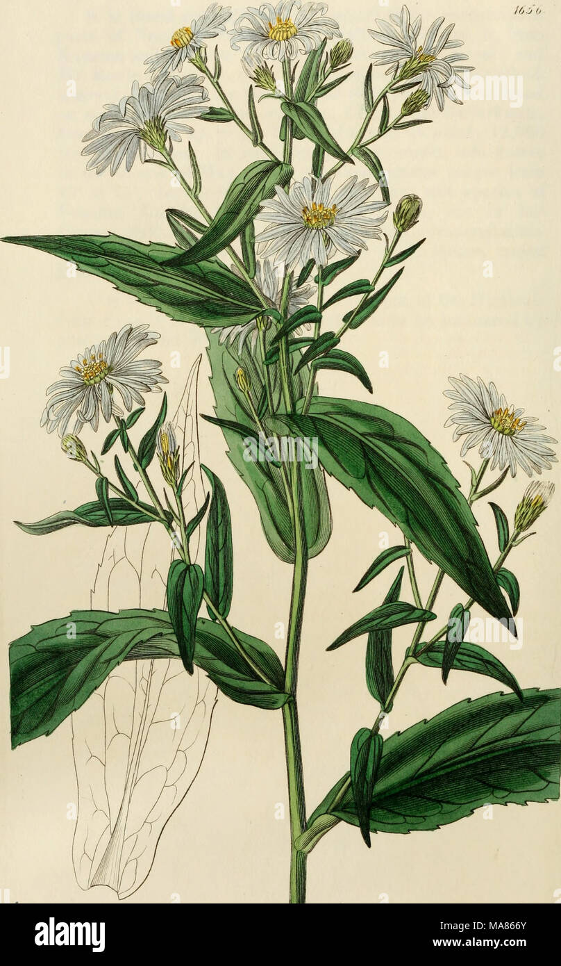 . Edwards' botanical register, ou jardin de fleurs ornementales, et le bosquet .. . •J. ^^ J '16 u-^^^J U/S&amp ;^witi/ fCc, i)'i,c u^^^^iilav j /. /D^J/- Banque D'Images