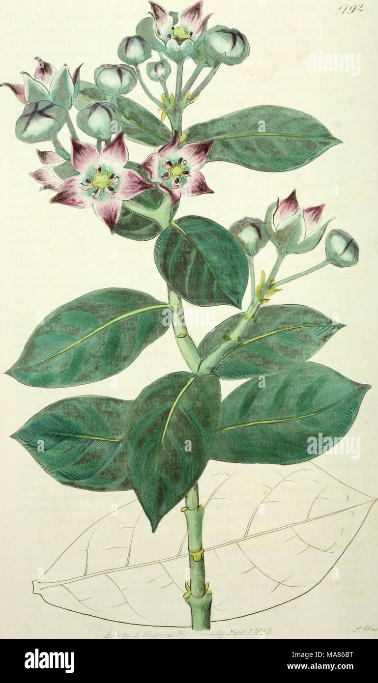 . Edwards' botanical register, ou jardin de fleurs ornementales, et le bosquet .. . Banque D'Images
