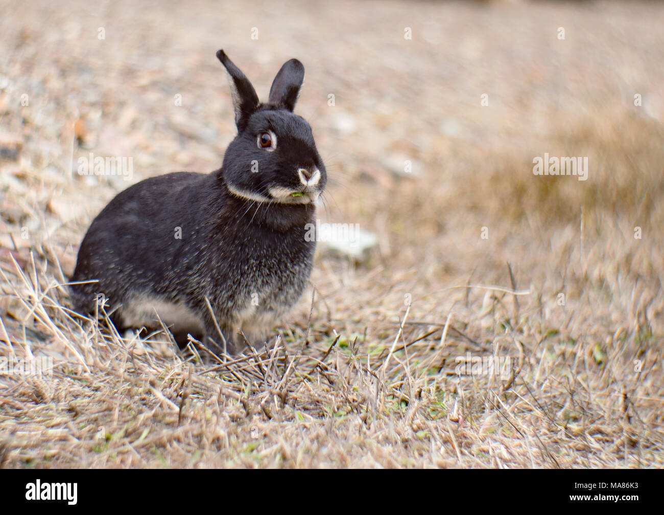 Une population de lapins (Oryctolagus cuniculus), à partir d'une race domestique noir argent Marten, pâturage tôt au printemps de l'herbe, près de Noxon, Montana. Banque D'Images