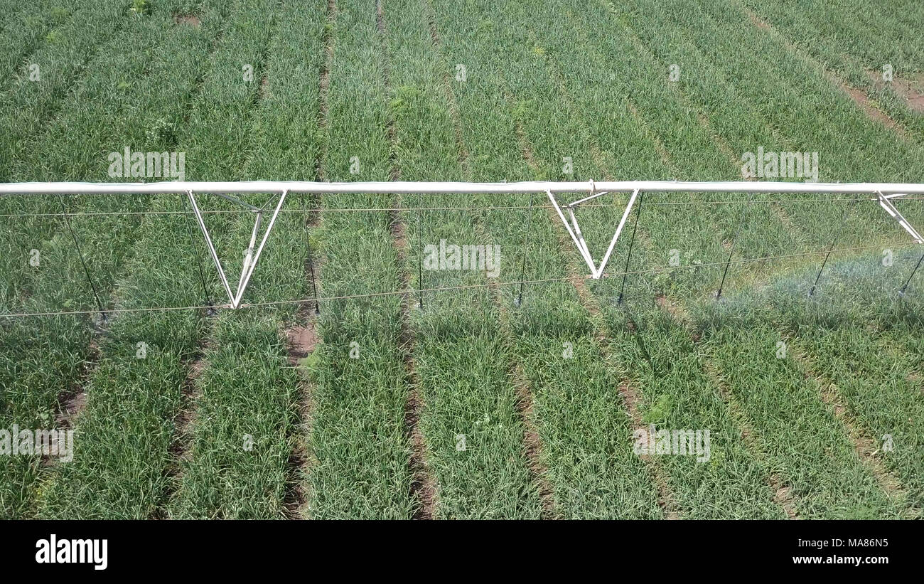 Système d'irrigation au travail - image aérienne. L'irrigation est l'application de quantités contrôlées d'eau à intervalles nécessaires Banque D'Images