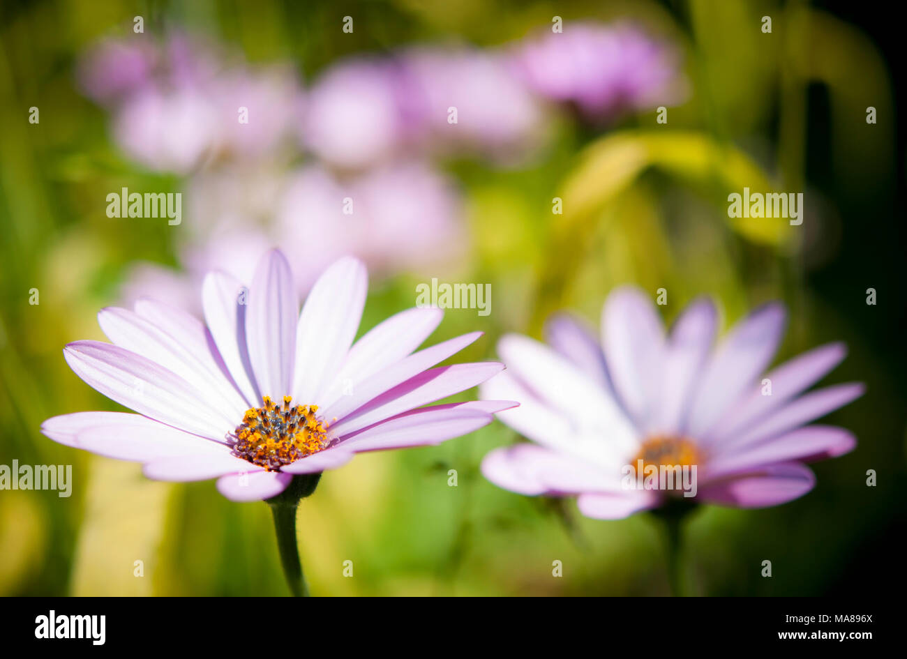 Osteospermum violet pâle fleur dans le soleil d'été. Banque D'Images