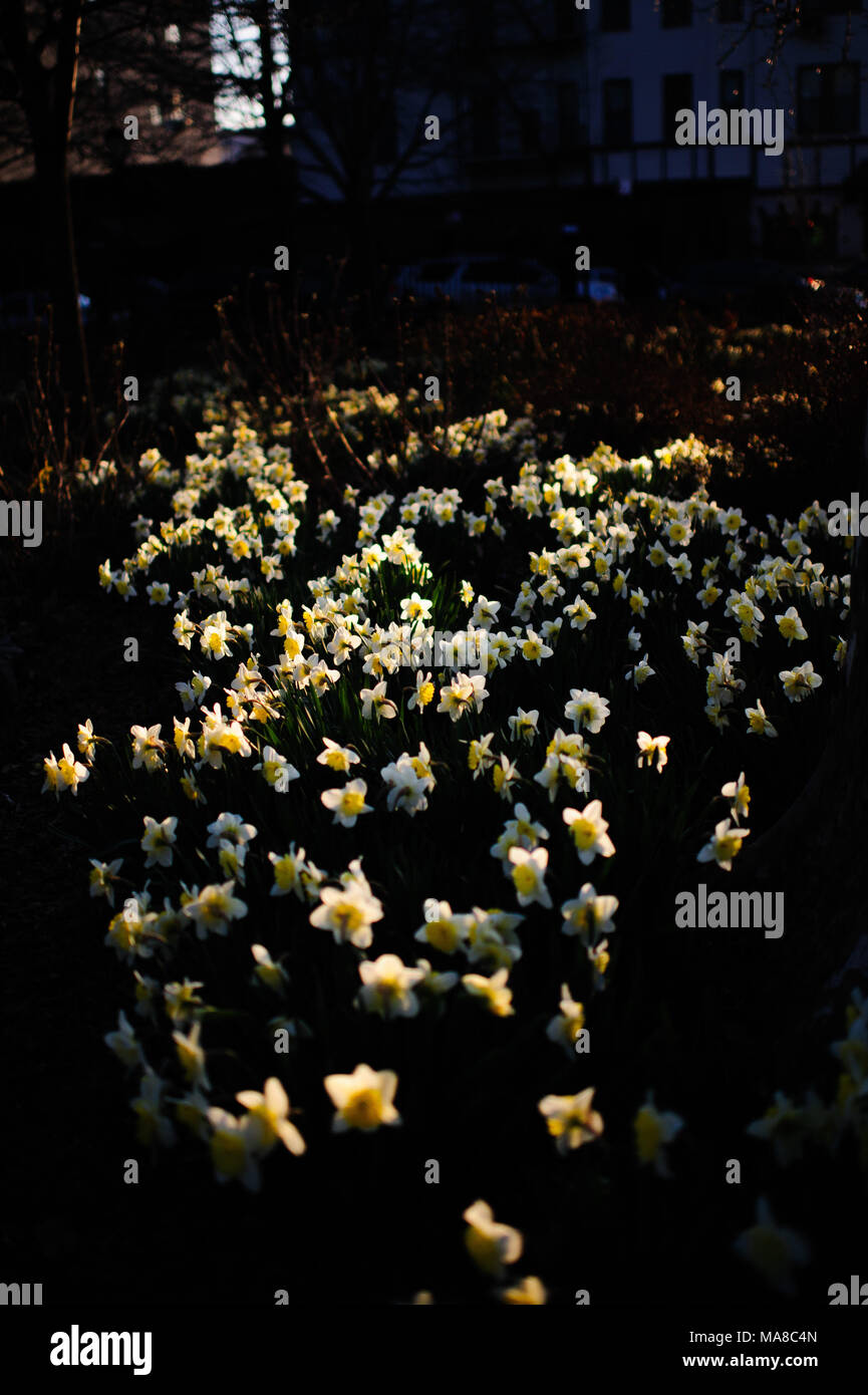 Les rayons du soleil frappent un lit de la fleur floraison des jonquilles au coucher du soleil, à Monseigneur McGolrick Park à Greenpoint, Brooklyn, New York, avril 2013. Banque D'Images