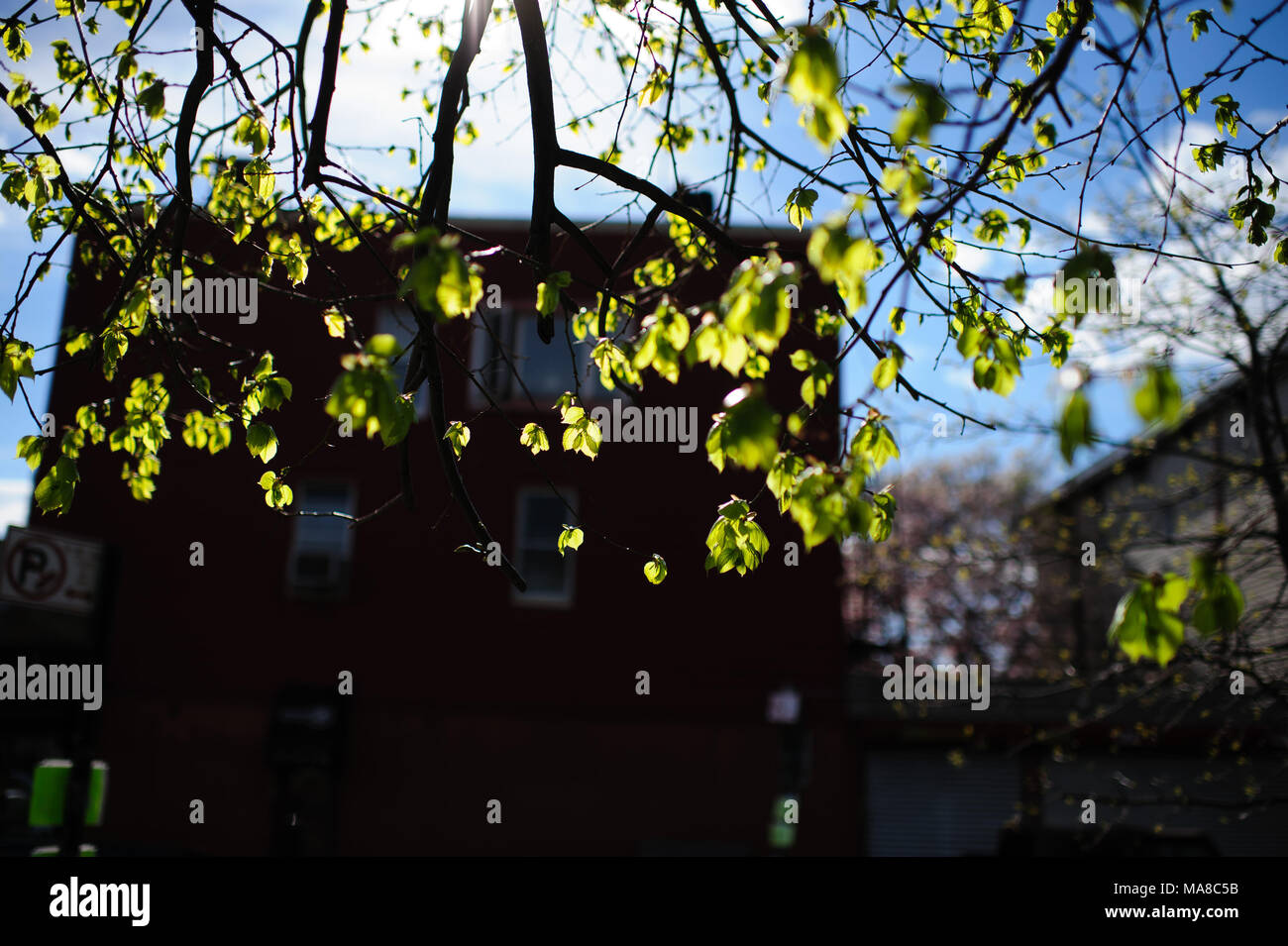 La lumière du soleil filtre à travers les feuilles en herbe verte au printemps, à Brooklyn, New York, avril 2013. Banque D'Images