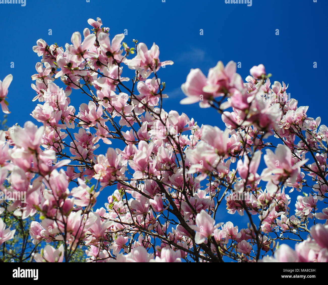Les fleurs fleurissent sur un magnolia arbre vu contre le ciel bleu au printemps, à Brooklyn, New York, avril 2013. Banque D'Images