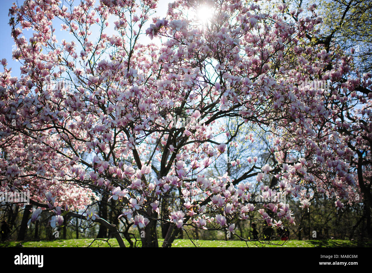 La lumière du soleil filtre à travers les fleurs sur un magnolia au printemps, à Prospect Park, à Brooklyn, New York, avril 2013. Banque D'Images
