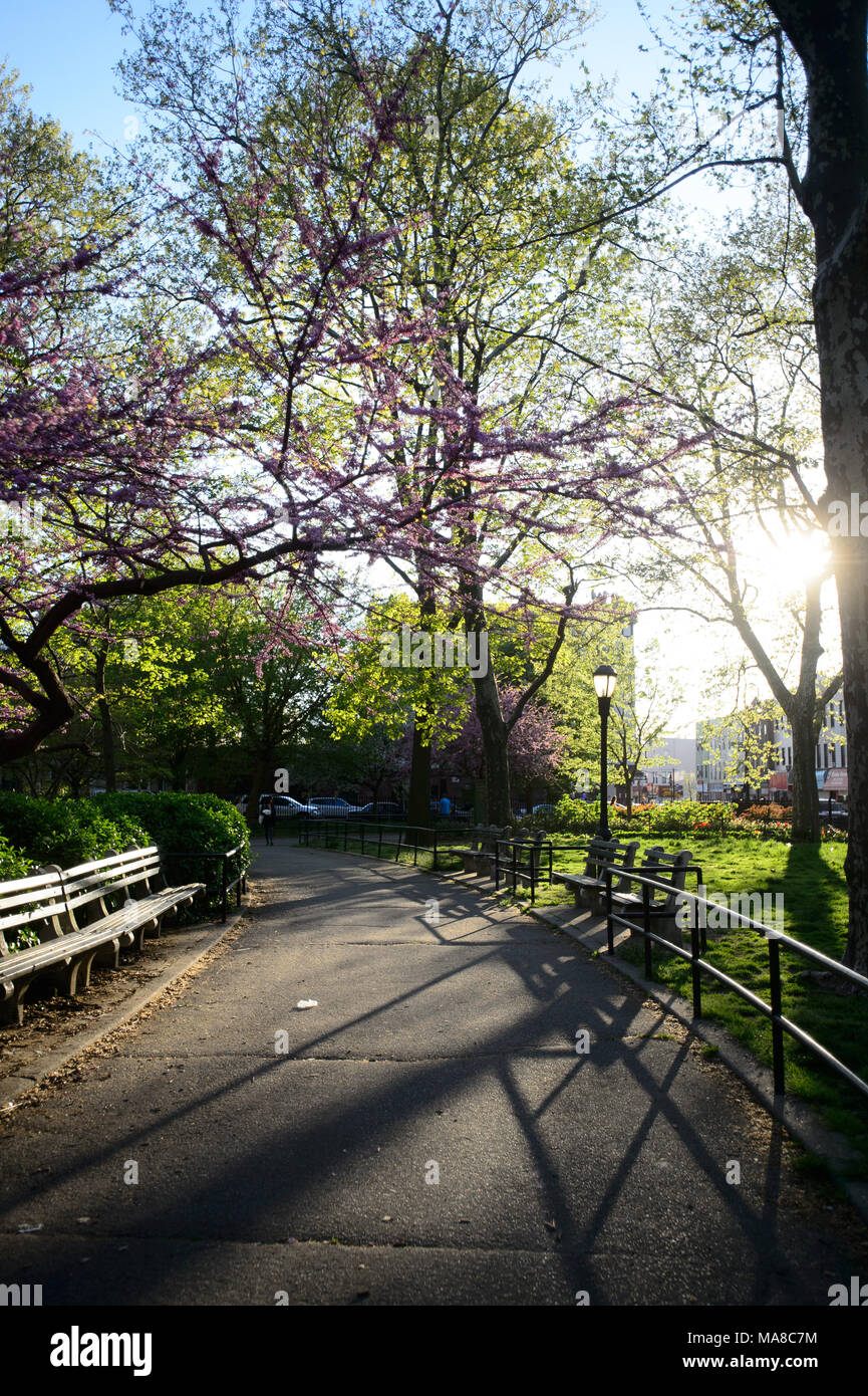 Une ligne de bancs sous un chemin de l'arbre en fleurs - lishui pendant le coucher du soleil à Monseigneur McGolrick Park à Brooklyn, New York, en mai 2017 Banque D'Images