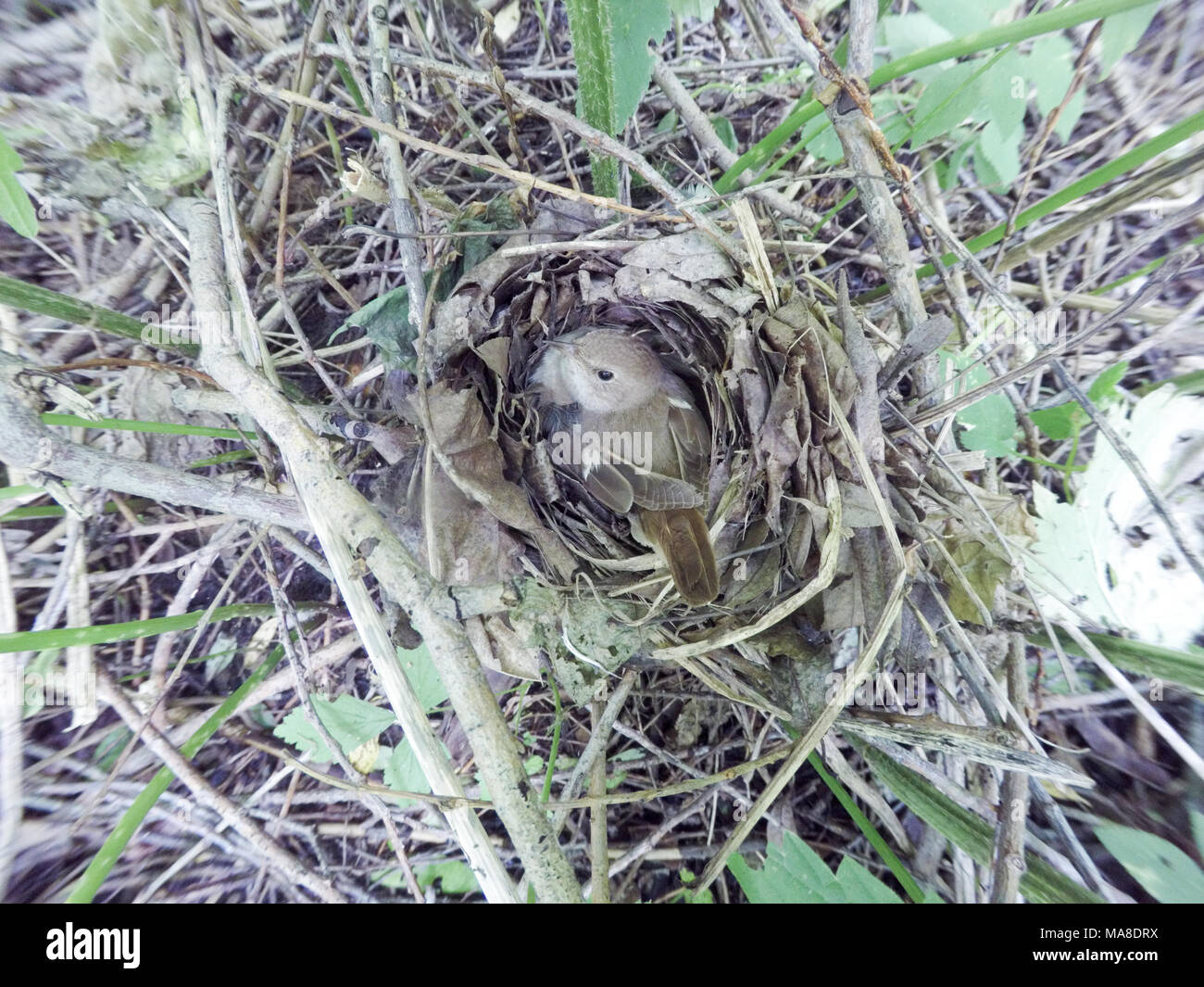 Luscinia luscinia. Le nid du rossignol muguet dans la nature. La Russie, la région de Riazan (Ryazanskaya oblast), l'Pronsky District. Banque D'Images