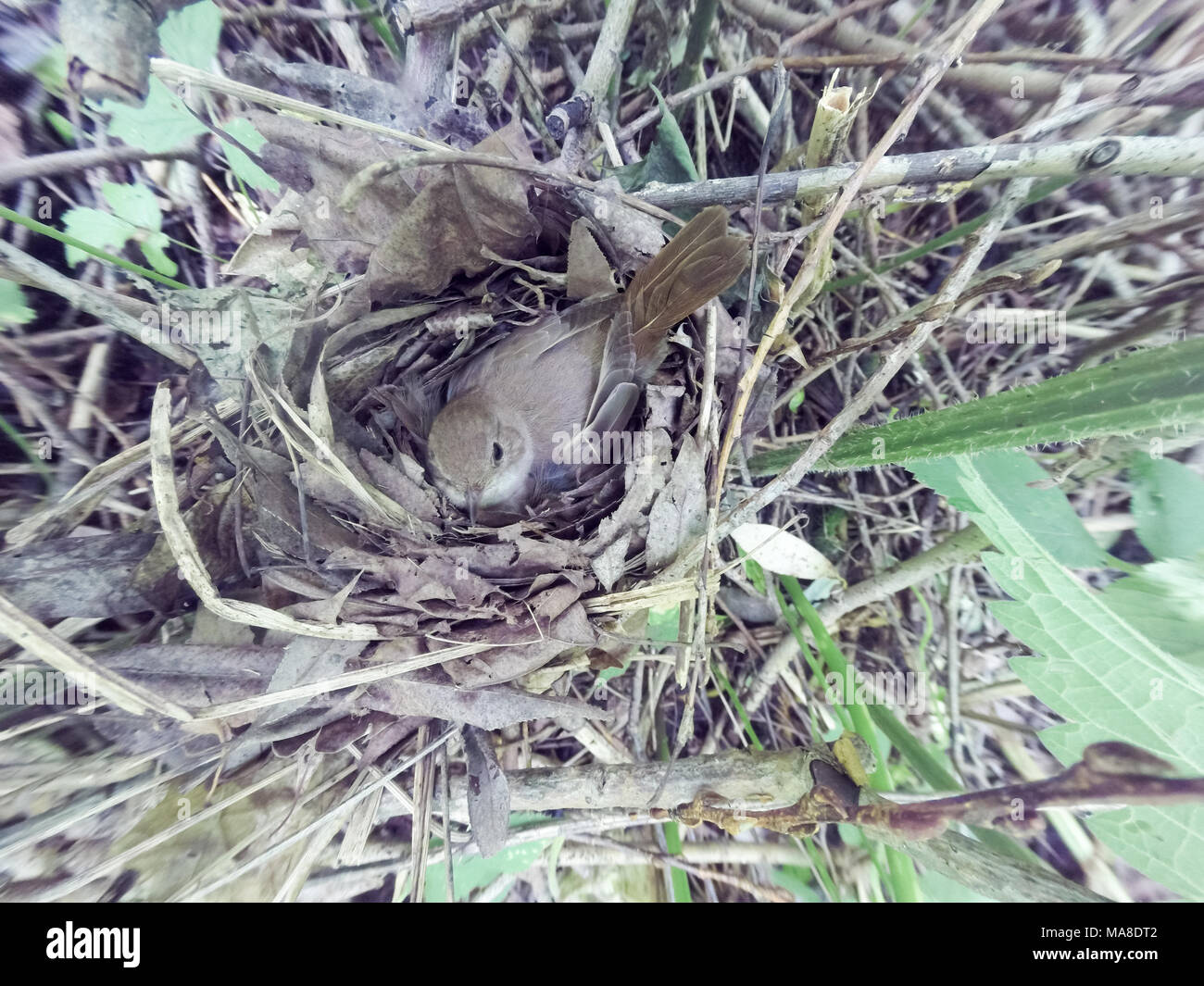 Luscinia luscinia. Le nid du rossignol muguet dans la nature. La Russie, la région de Riazan (Ryazanskaya oblast), l'Pronsky District. Banque D'Images