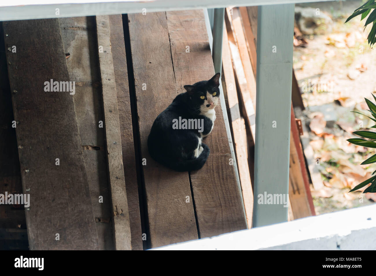 Un chat regarde fixement avec ses yeux. Banque D'Images