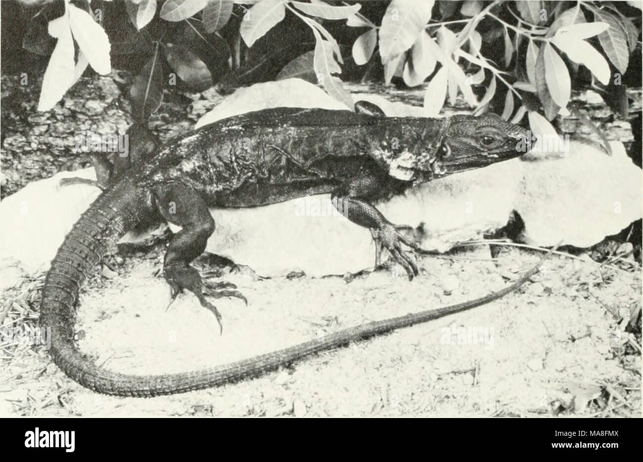 . L'impact écologique de l'homme sur l'herpétofaune de la Floride du sud . La figure 20. L'Iguane mexicain {Ctenosaura pectinata). (LP) se reproduisant dans un petit salon adjacent à la Florida East Coast Railway à N.W. 37e Avenue (Douglas Road) et la 75e Rue. Le voisinage est occupé par des bâtiments industriels, mais les lézards se produisent dans les mauvaises herbes qui poussent le long de l'emprise de la voie ferrée et de s'échapper dans l'ONU- derneath trous les bâtiments juste au nord du chemin de fer. Ctenosaura pectinata. -T]Q'iguane (Fig. 20) a été connu pour être établi dans la région de Miami depuis de nombreuses années (peut-être depuis le Banque D'Images