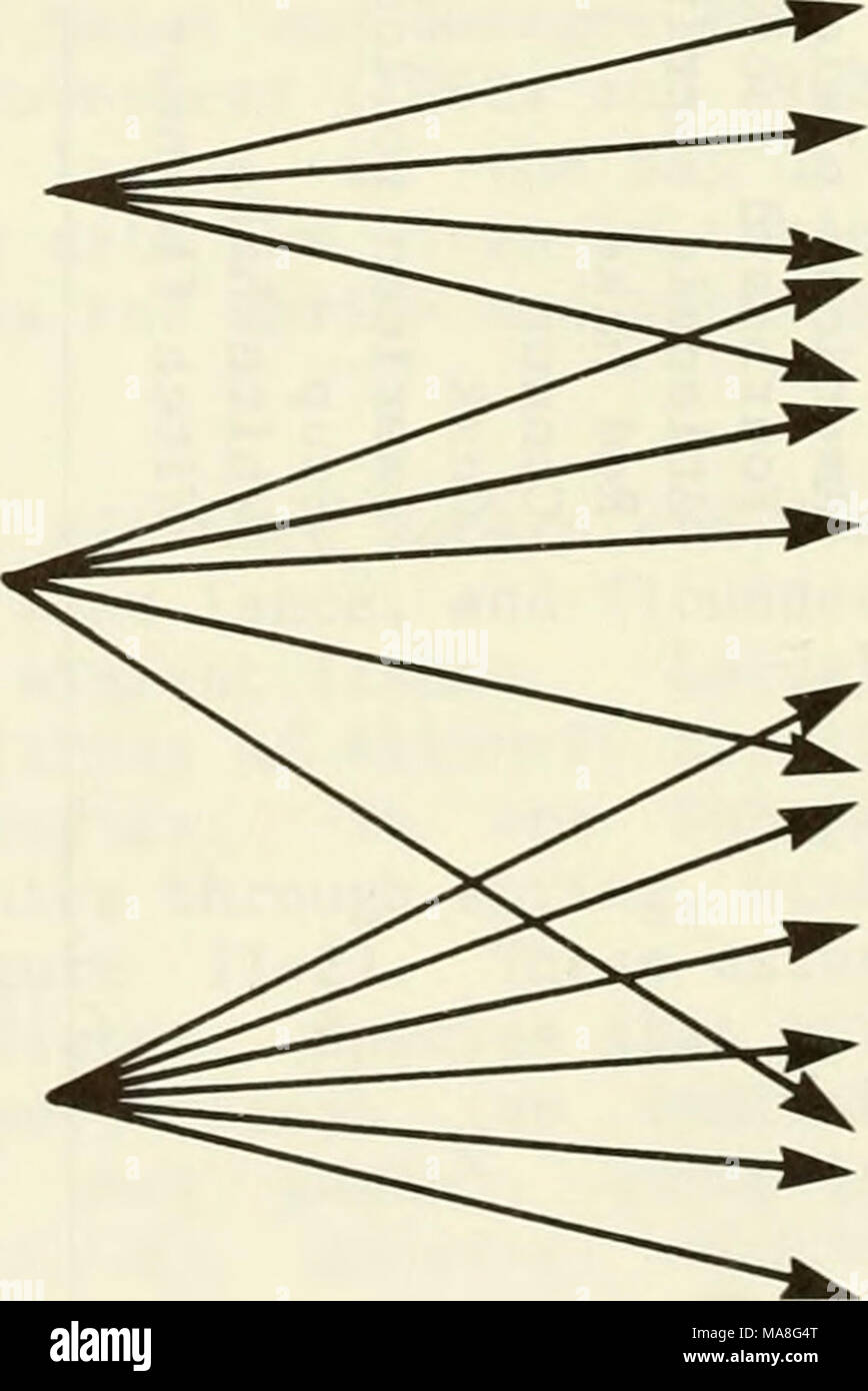 . Une caractérisation écologique de la côte du Maine (nord et l'est de Cape Elizabeth) . Le Phytoplancton zooplancton CRUSTACEA NECTONIQUES DES OEUFS ET DES LARVES DE POISSONS GRANDS POISSONS, algues détritus insectes des polychètes, petits Poissons Mollusques Crustacés CALMARS Figure 11-3. Les habitudes alimentaires et les ressources alimentaires de poissons. 11-22 Banque D'Images