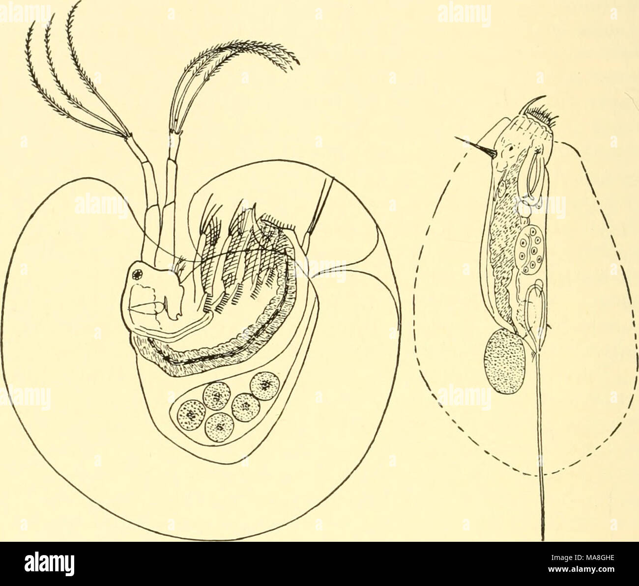 . Géographie animale écologique ; une édition autorisée, réécrite en fonction de Tiergeographie ockologischer auf Grundlage . Fig. 79 Fig. 80 Fig. 79.-Holopedium gibberum. X 14. Après Frédéric et Vavra. Fig. 80.-Mastigocerca setifera gélatineux dans son cas. X 130. Après Lauterborn. mélangé avec le plancton à l'aide de l'action des vagues, des eaux peu profondes. Le caractère de l'eau douce est en outre du plancton considérablement influencée par le fait que la taille de ses animaux est beaucoup moins que dans l'océan. Ces grandes formes comme siphonophores, cténophores, heteropods arrowworms, ptéropodes, et ne sont pas connus à l'ef Banque D'Images