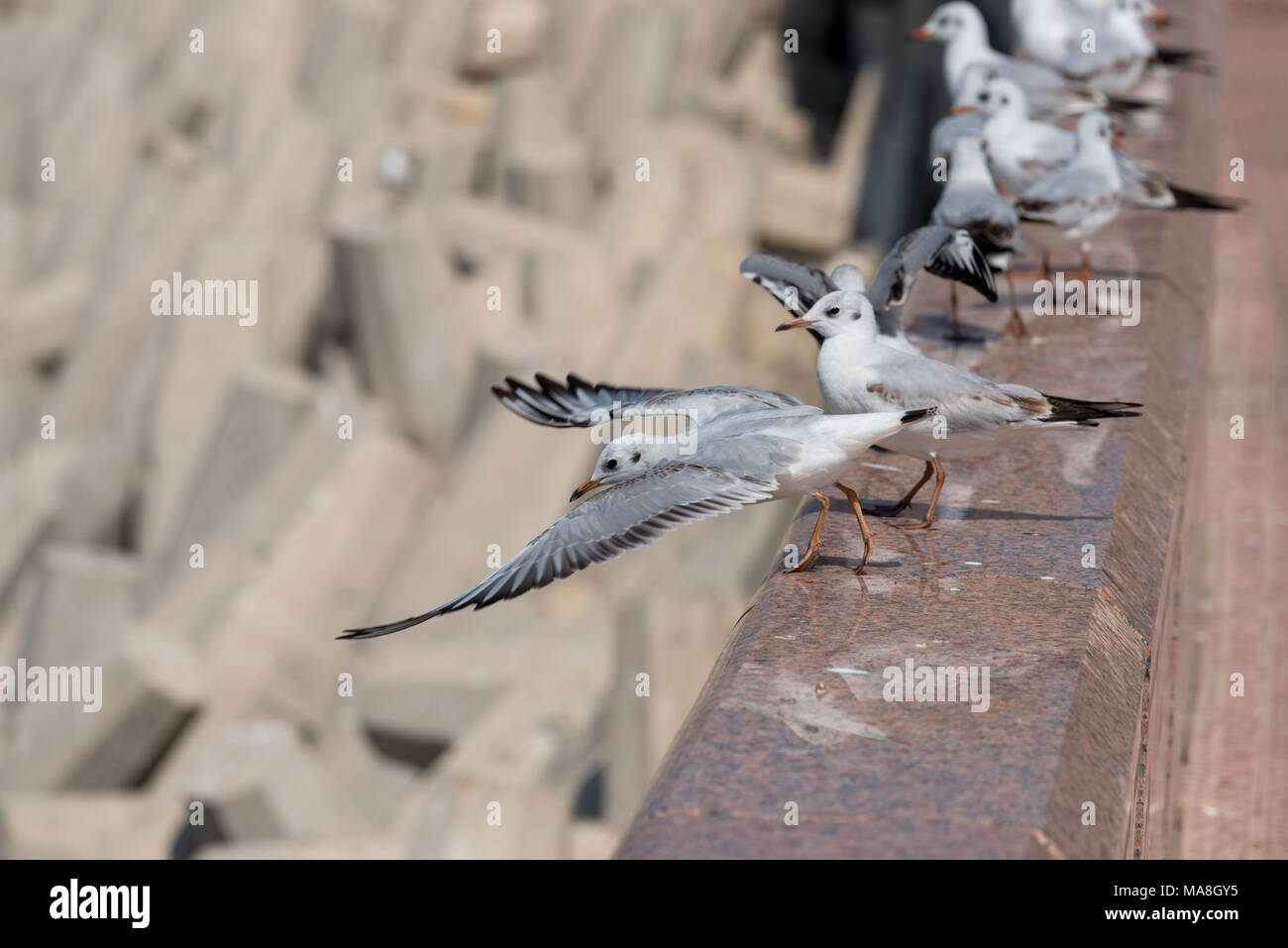 Sea Gull prêt à décoller avec ailes déployées vers l'avant. D'autres oiseaux s'alignent le long du mur Banque D'Images