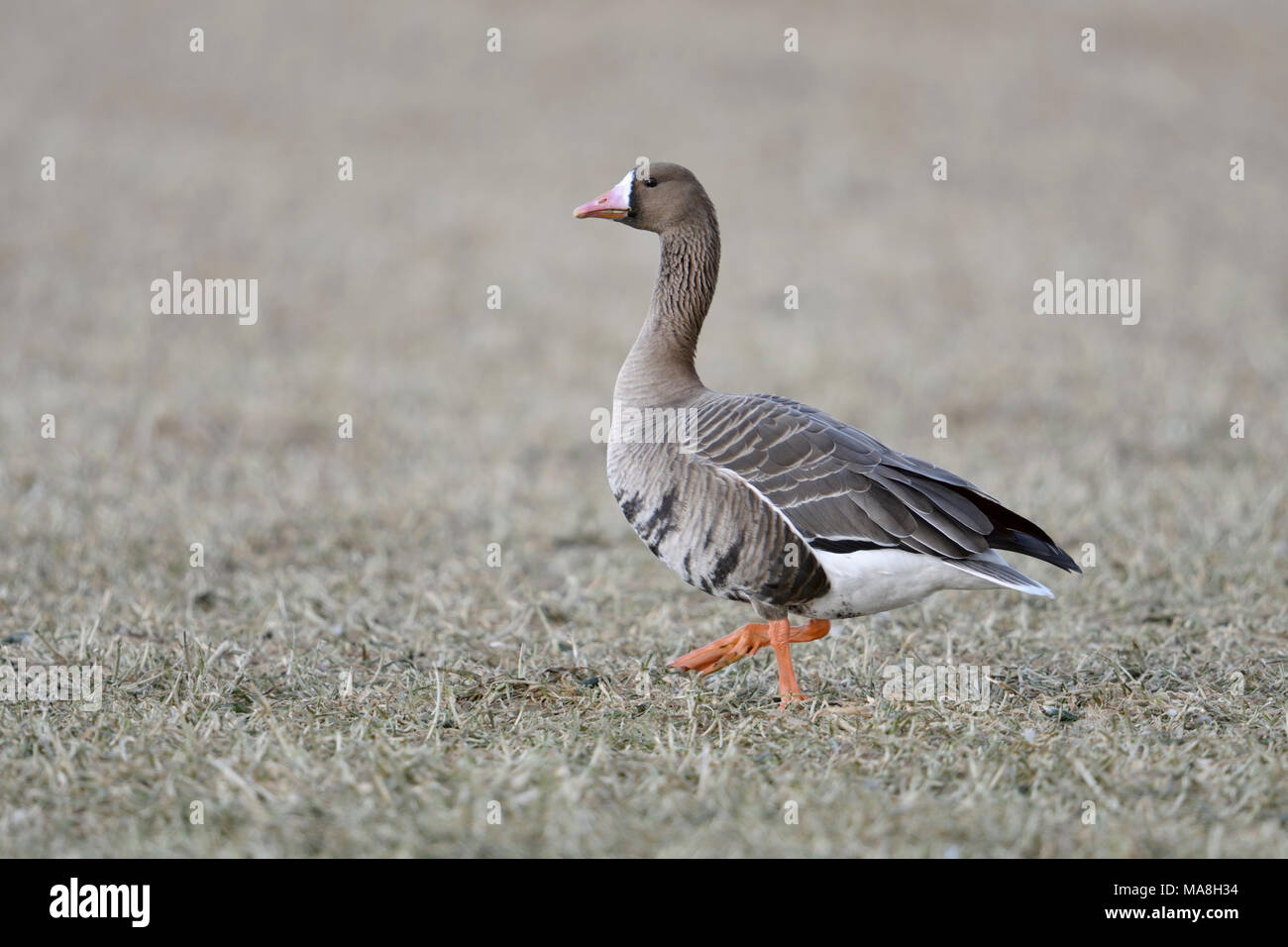 De l'Oie naine / Blaessgans ( Anser albifrons ) la marche, se dandiner sur un champ de chaume, regardant attentivement, vue de côté, la faune, l'Europe. Banque D'Images