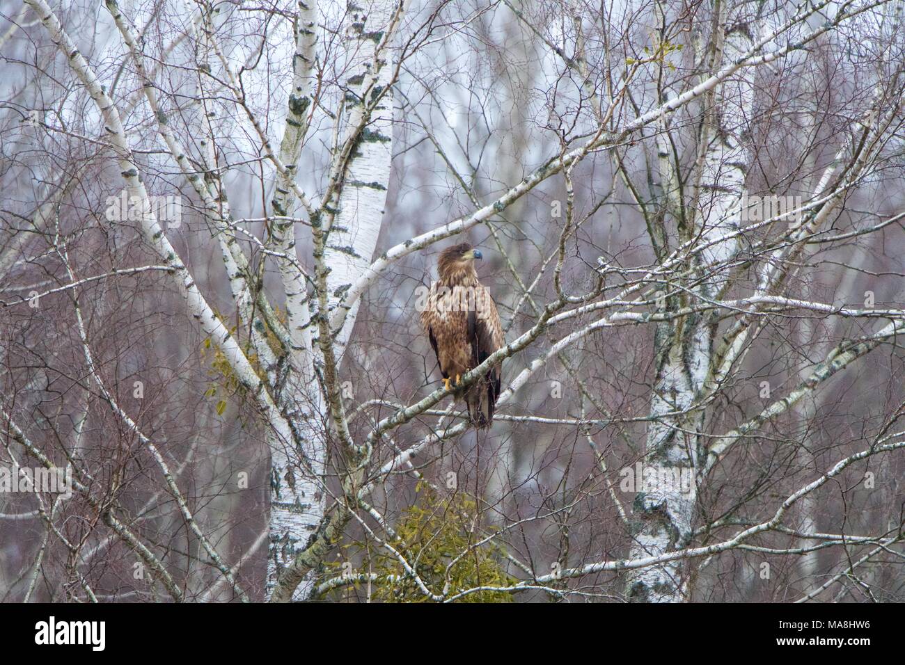 Un cerf de Sea-eagle perché dans un bouleau, en hiver, dans la forêt de Bialowieza, Pologne Banque D'Images