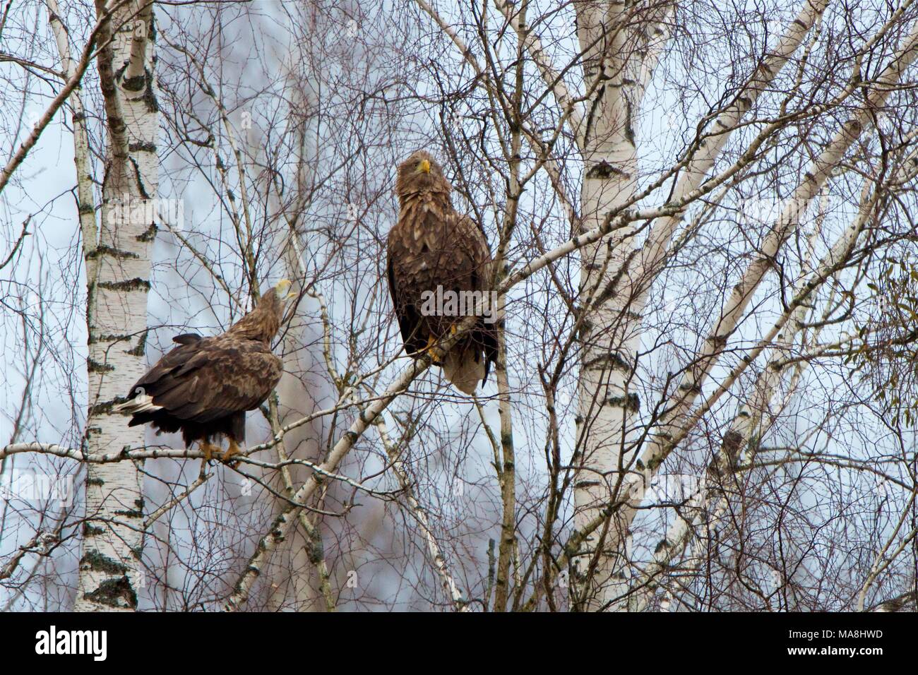 Deux des pygargues-aigles perchés dans un bouleau, en hiver, dans la forêt de Bialowieza, Pologne Banque D'Images