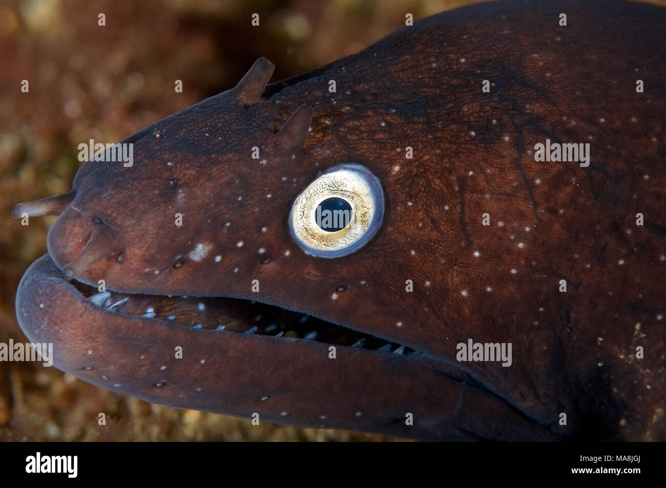 Portrait en gros plan à la Réserve marine de Mar de las Calmas (El Hierro, Îles Canaries, Espagne) Banque D'Images