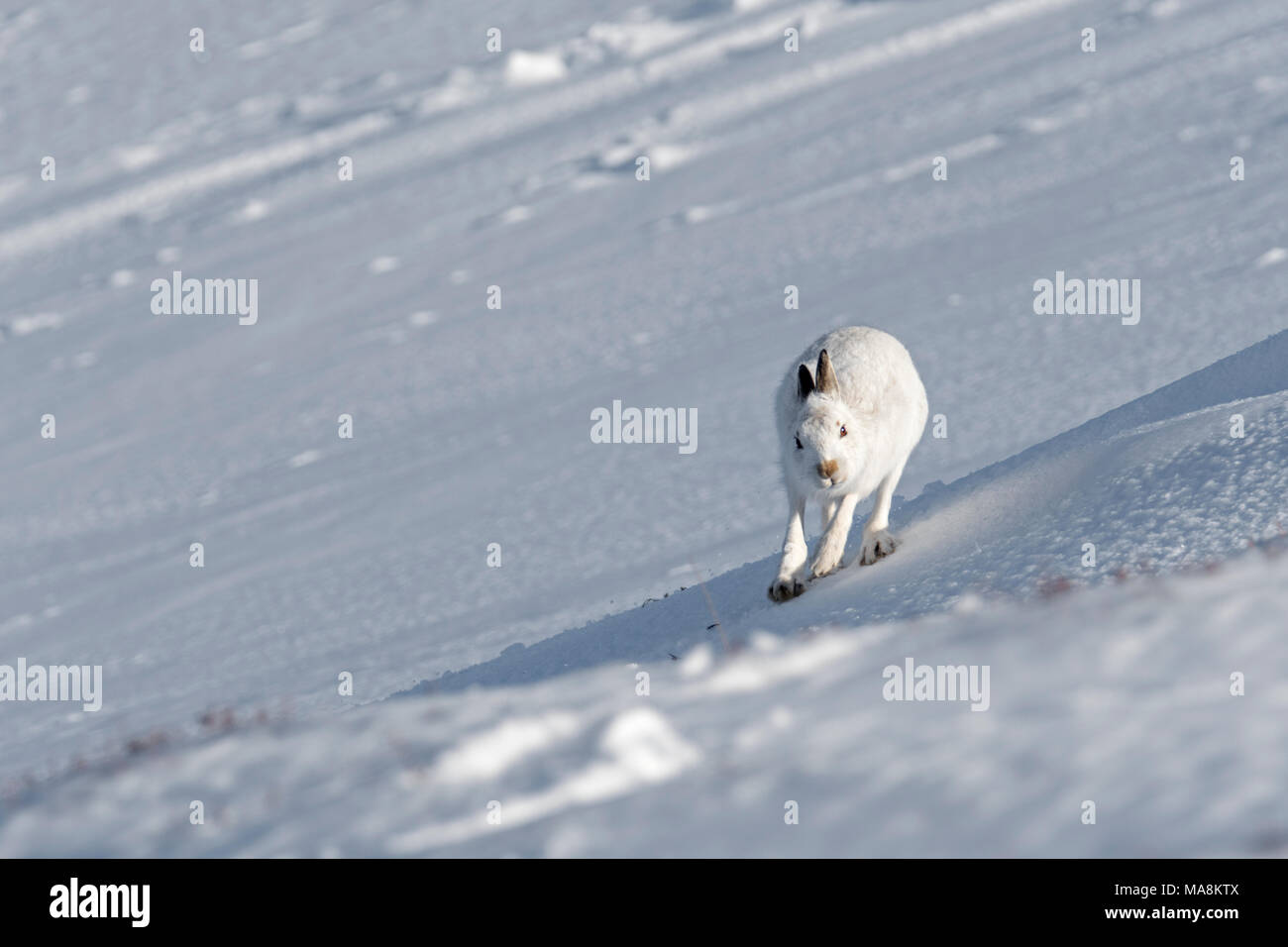 Lièvre variable (Lepus timidus) d'avancer sur une colline couverte de neige dans les Highlands écossais, mars 2018 Banque D'Images