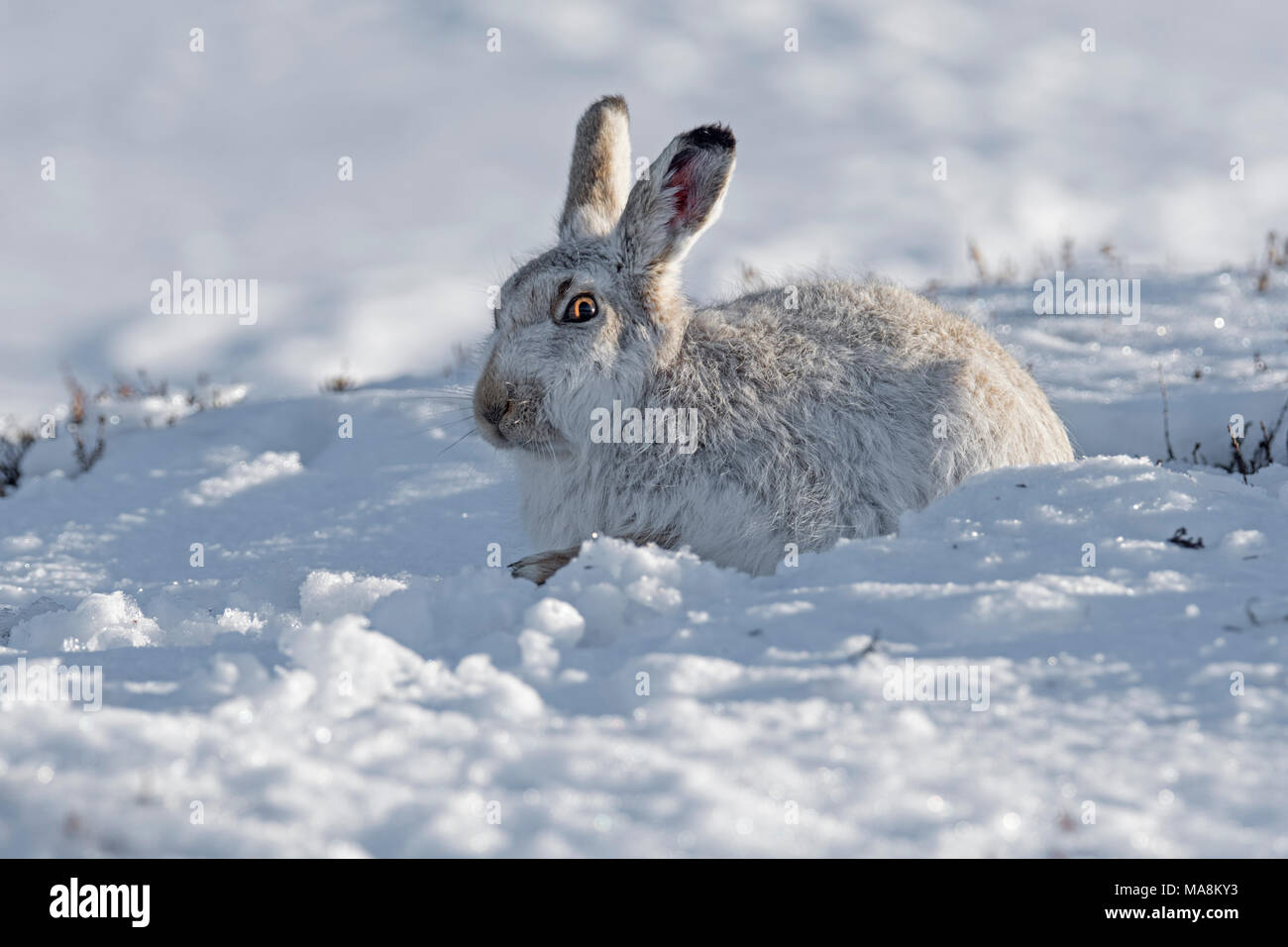 Profil de côté-Lièvre variable (Lepus timidus) sur une colline couverte de neige dans les Highlands écossais, mars 2018 Banque D'Images