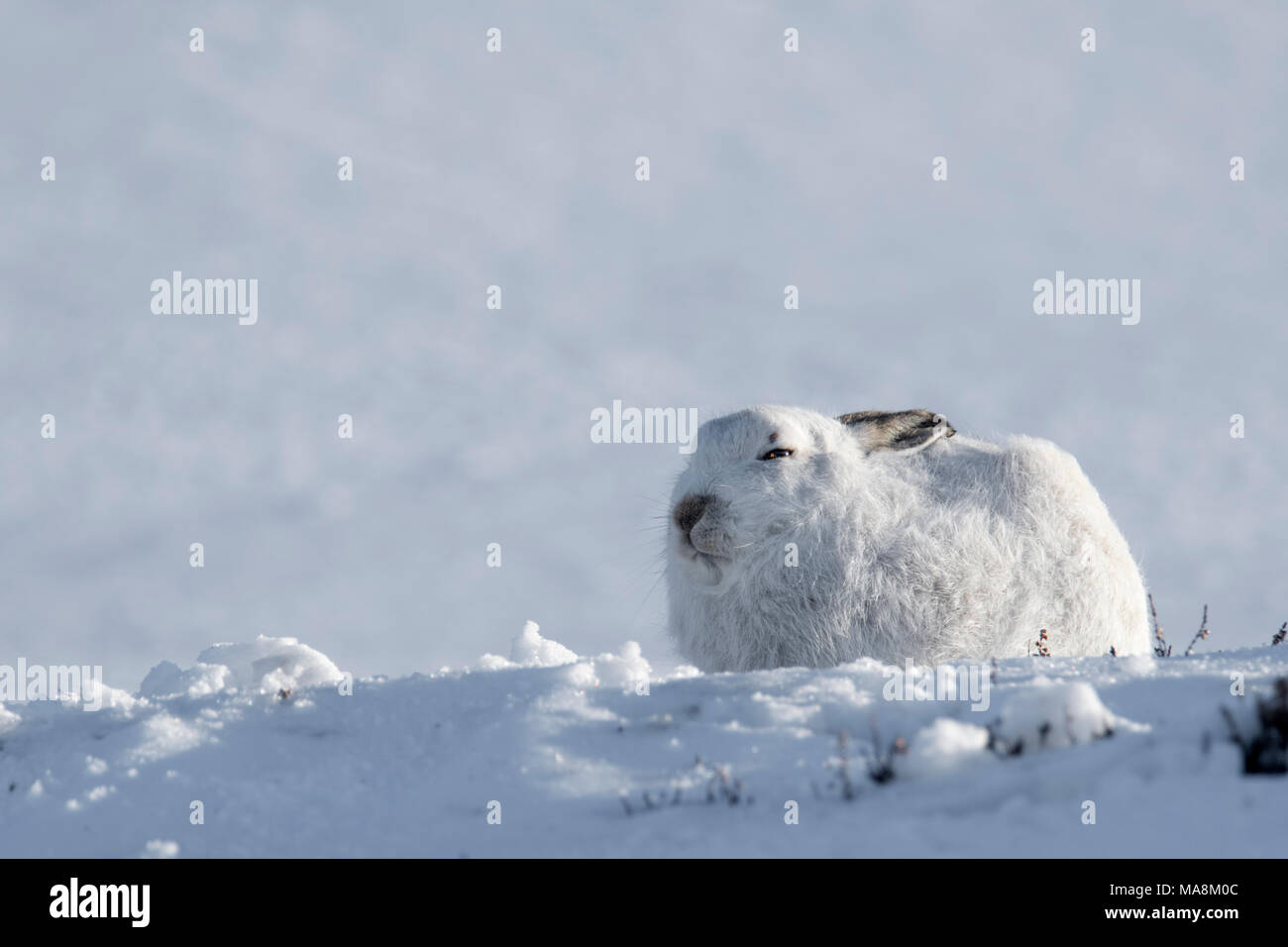 Profil de côté-Lièvre variable (Lepus timidus) sur une colline couverte de neige dans les Highlands écossais, mars 2018 Banque D'Images