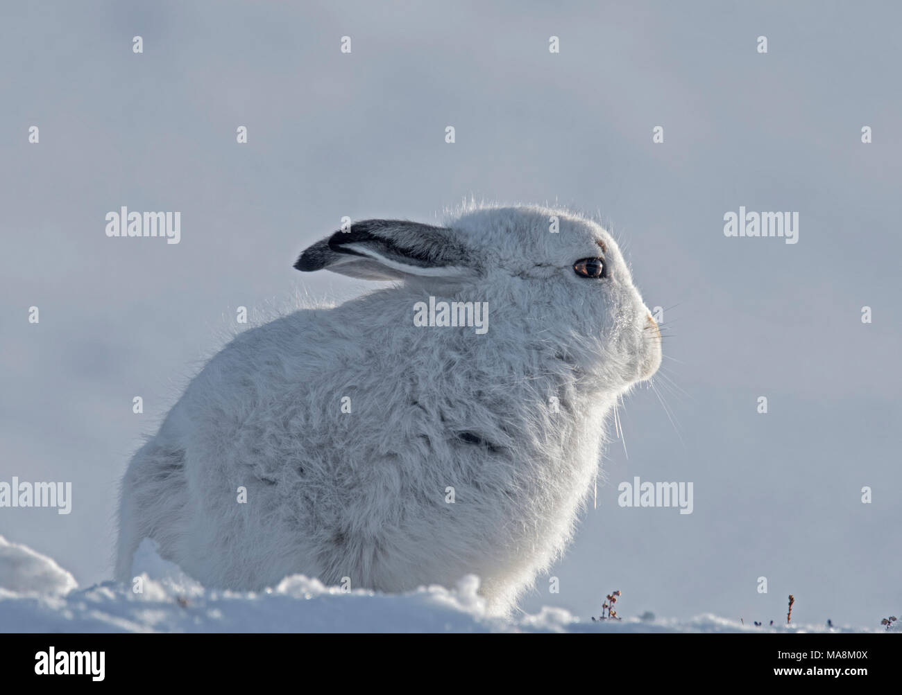 Profil de côté-Lièvre variable (Lepus timidus) sur une colline couverte de neige dans les Highlands écossais, mars 2018 Banque D'Images
