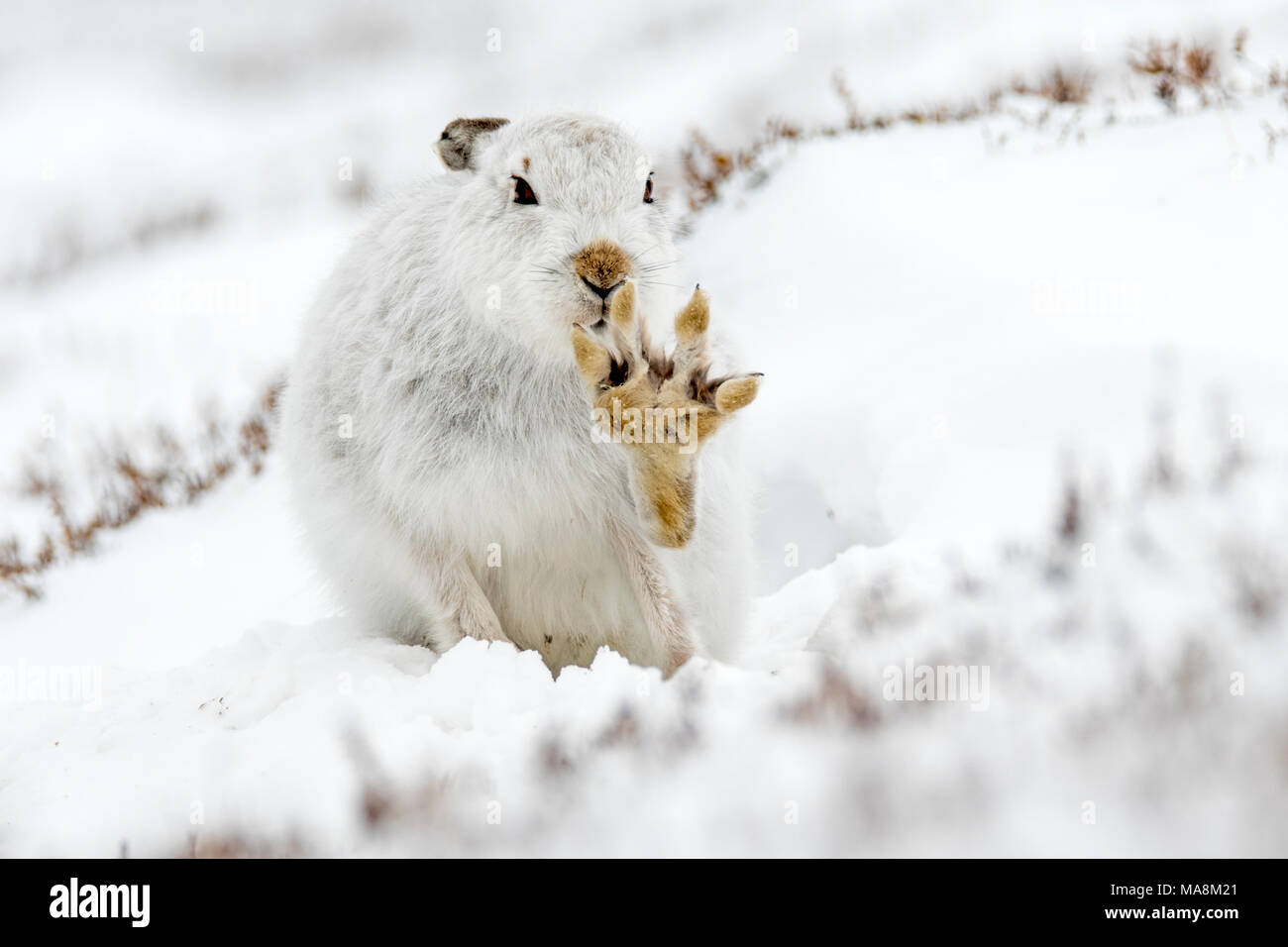 Lièvre variable (Lepus timidus) avec paw soulevées pendant le toilettage en forme sur une colline couverte de neige dans les Highlands écossais, mars 2018 Banque D'Images