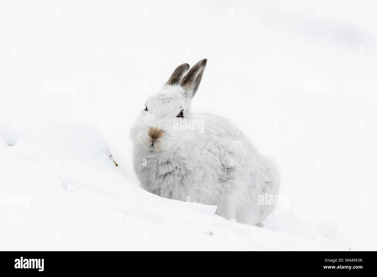 Lièvre variable (Lepus timidus) en direction de caméra dans sa forme sur une colline couverte de neige dans les Highlands écossais, mars 2018 Banque D'Images