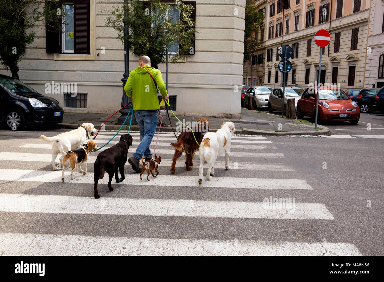 Dog walker avec une variété de races sur Via Carlo Botta, Rome Banque D'Images