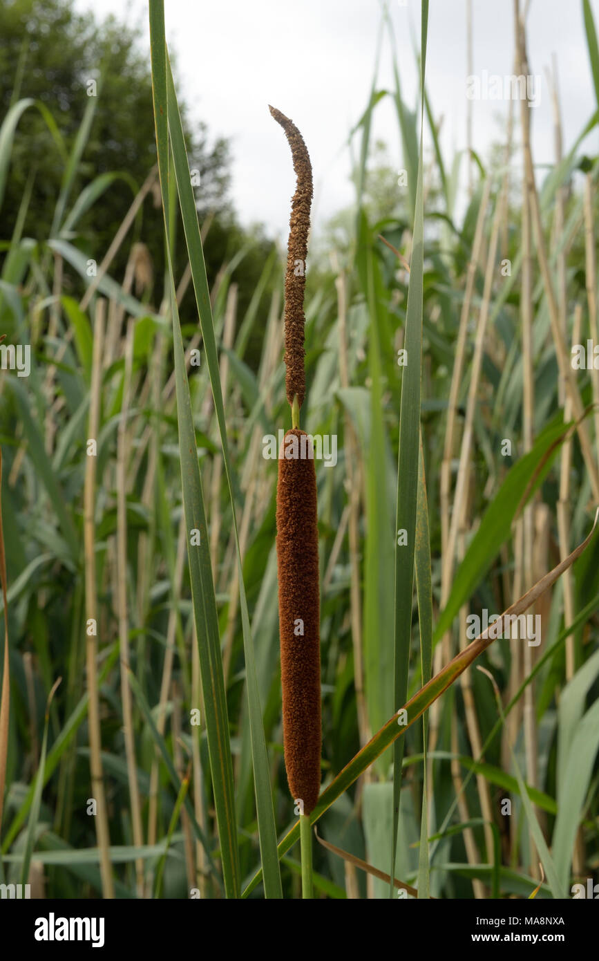 Moindre jonc, Typha angustifolia Banque D'Images