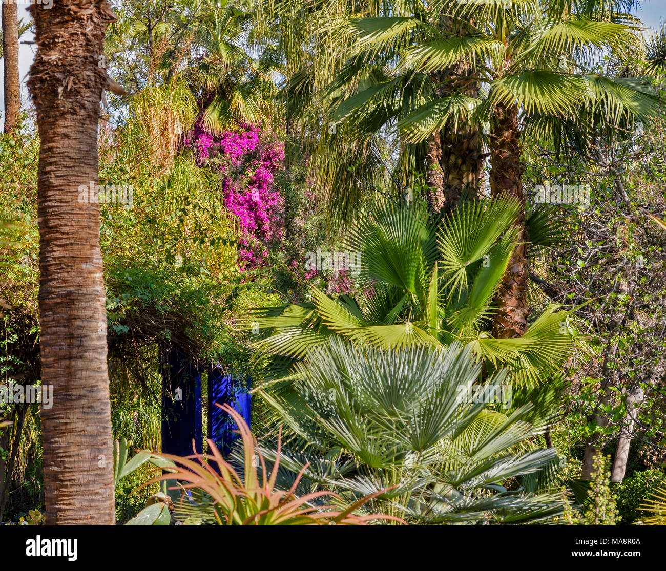Maroc Jardin Majorelle jardin de palmiers dans le jardin et de bougainvillées rose Banque D'Images