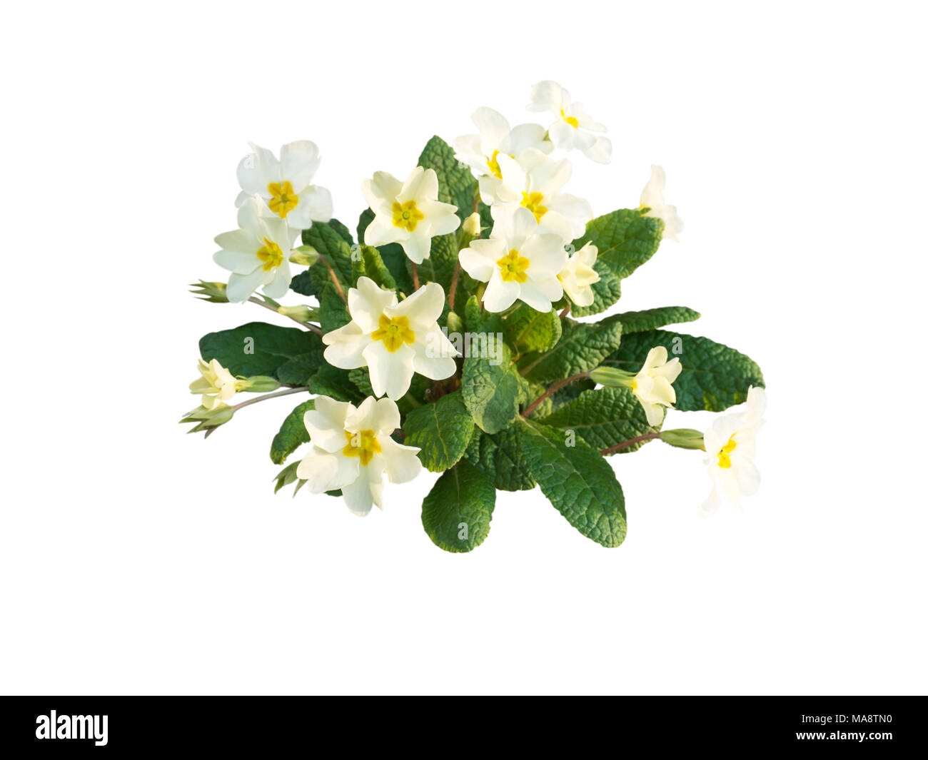 Primrose Primula vulgaris ou fleurs jaune pâle isolated on white Banque D'Images