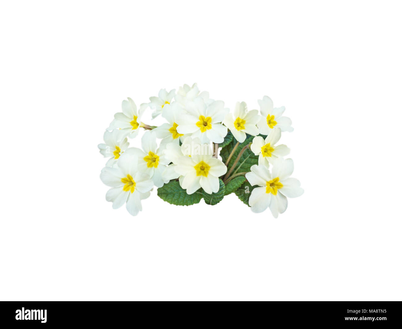 La primevère Primula vulgaris ou fleurs jaune pâle isolated on white Banque D'Images