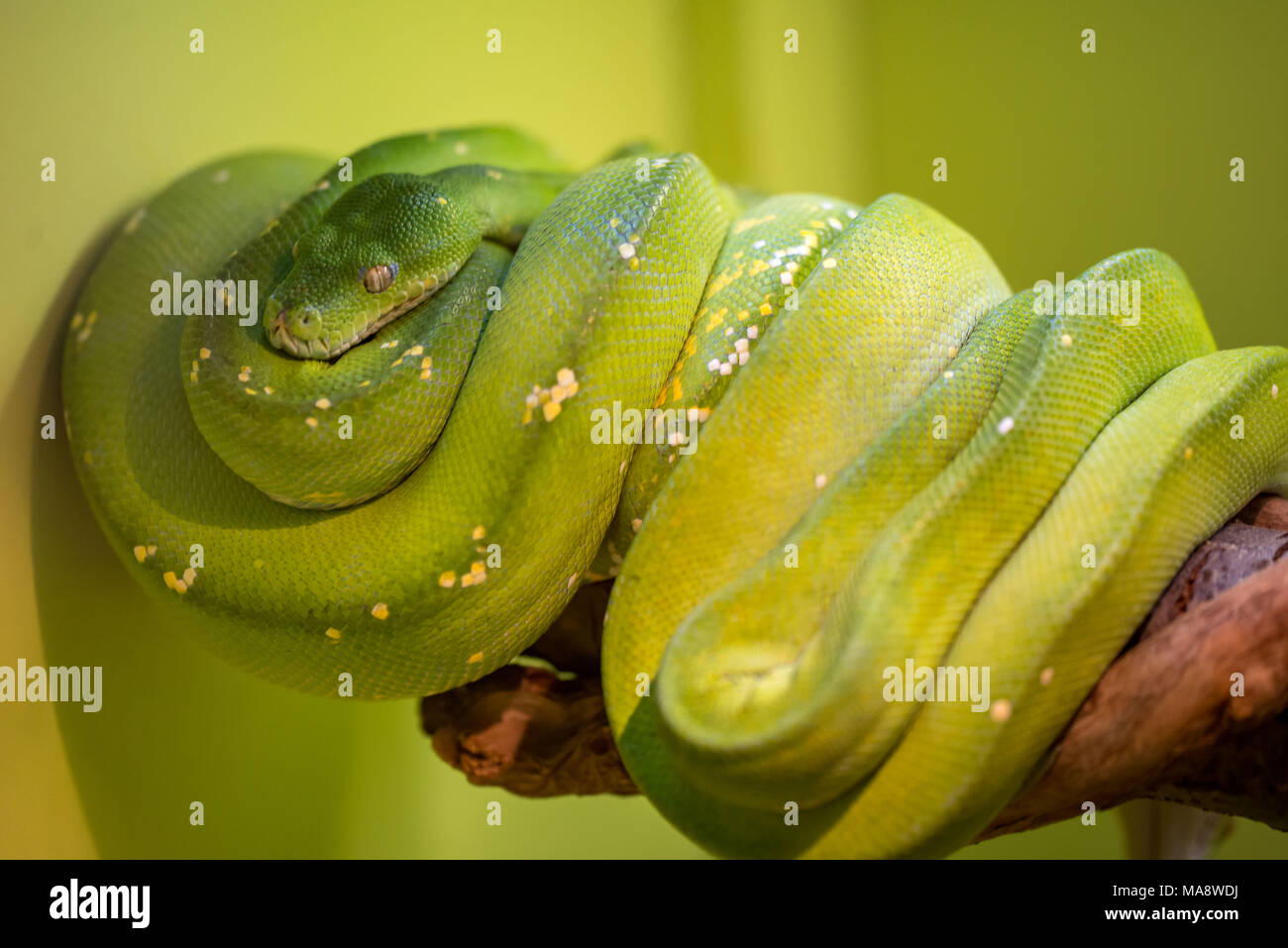 Un serpent vert vif qui peut atteindre 2 mètres de longueur Banque D'Images