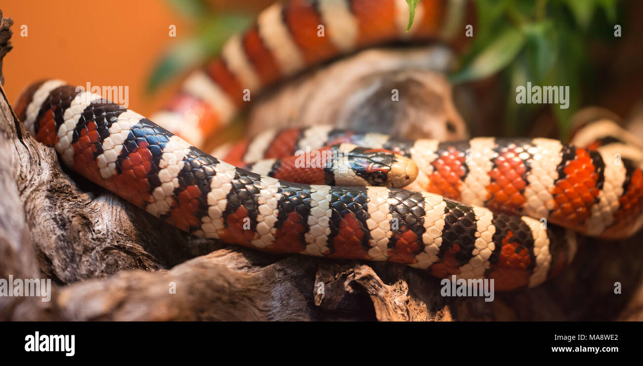 Le Arizona mountain kingsnake, est une espèce de serpent originaire de l'Arizona. Il peut pousser jusqu'à 36 pouces (910 mm) de longueur. Banque D'Images