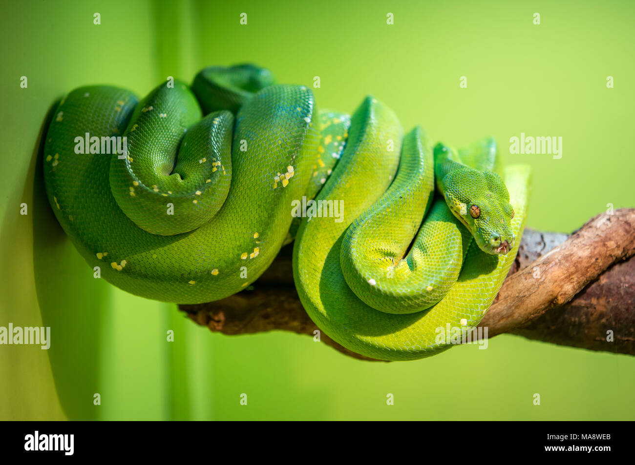 Un serpent vert vif qui peut atteindre 2 mètres de longueur Banque D'Images