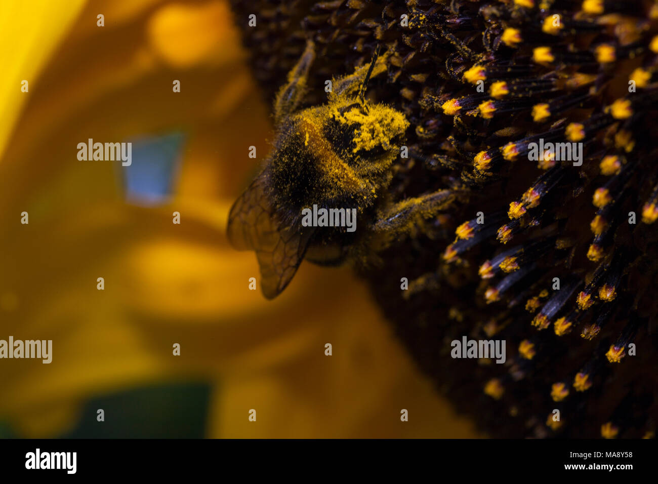 Abeille avec du pollen sur la tête de tournesol Banque D'Images