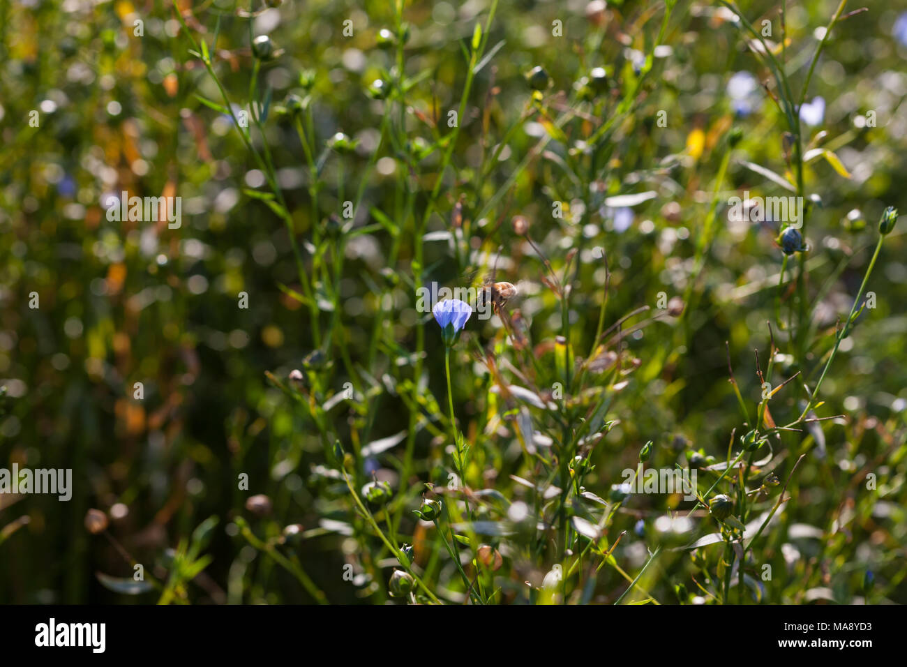 Raisa 'commun', Spånadslin le lin (Linum usitatissimum) Banque D'Images