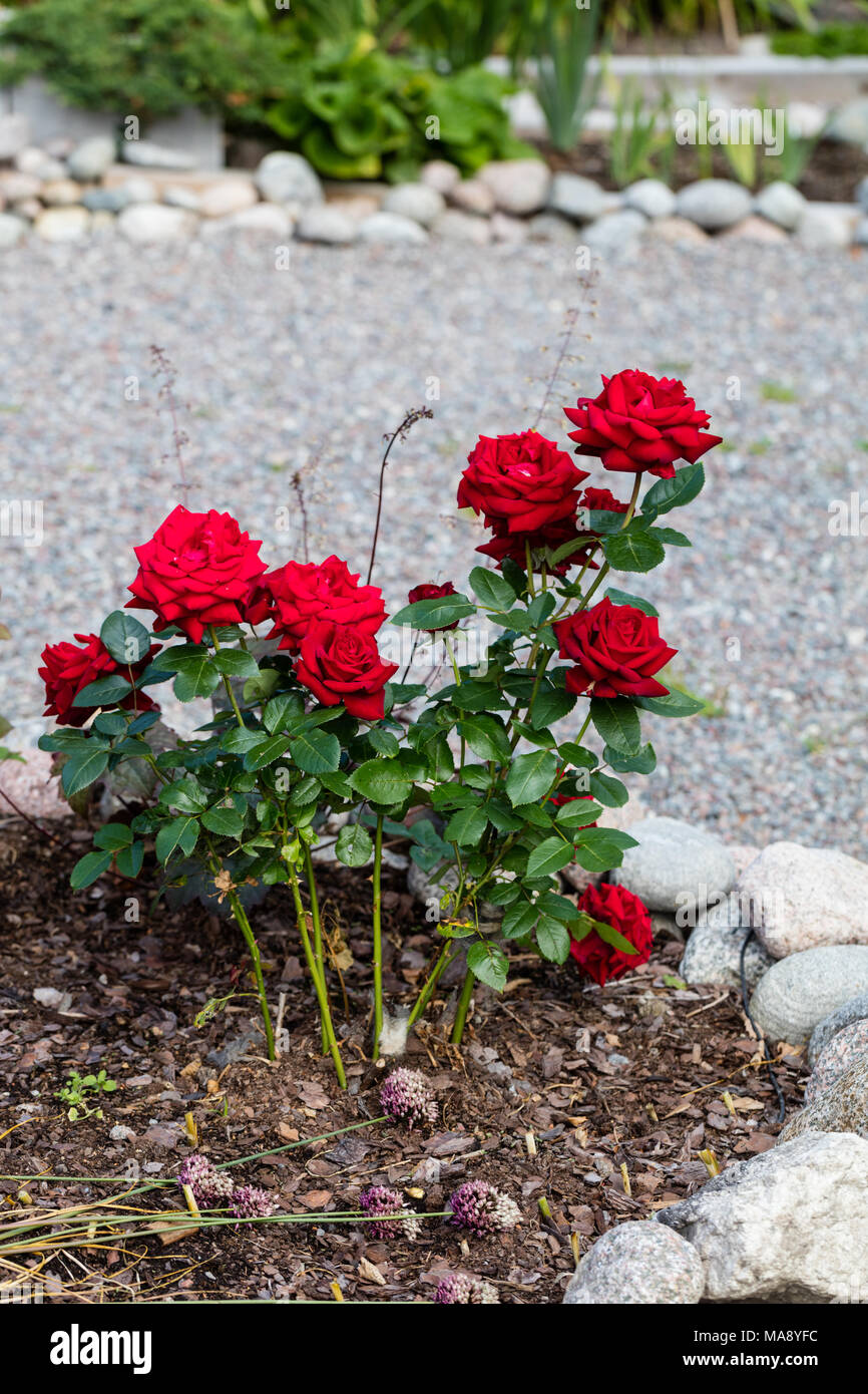 Ingrid Bergman Hybride Rose The Tehybridros Rosa Photo Stock Alamy