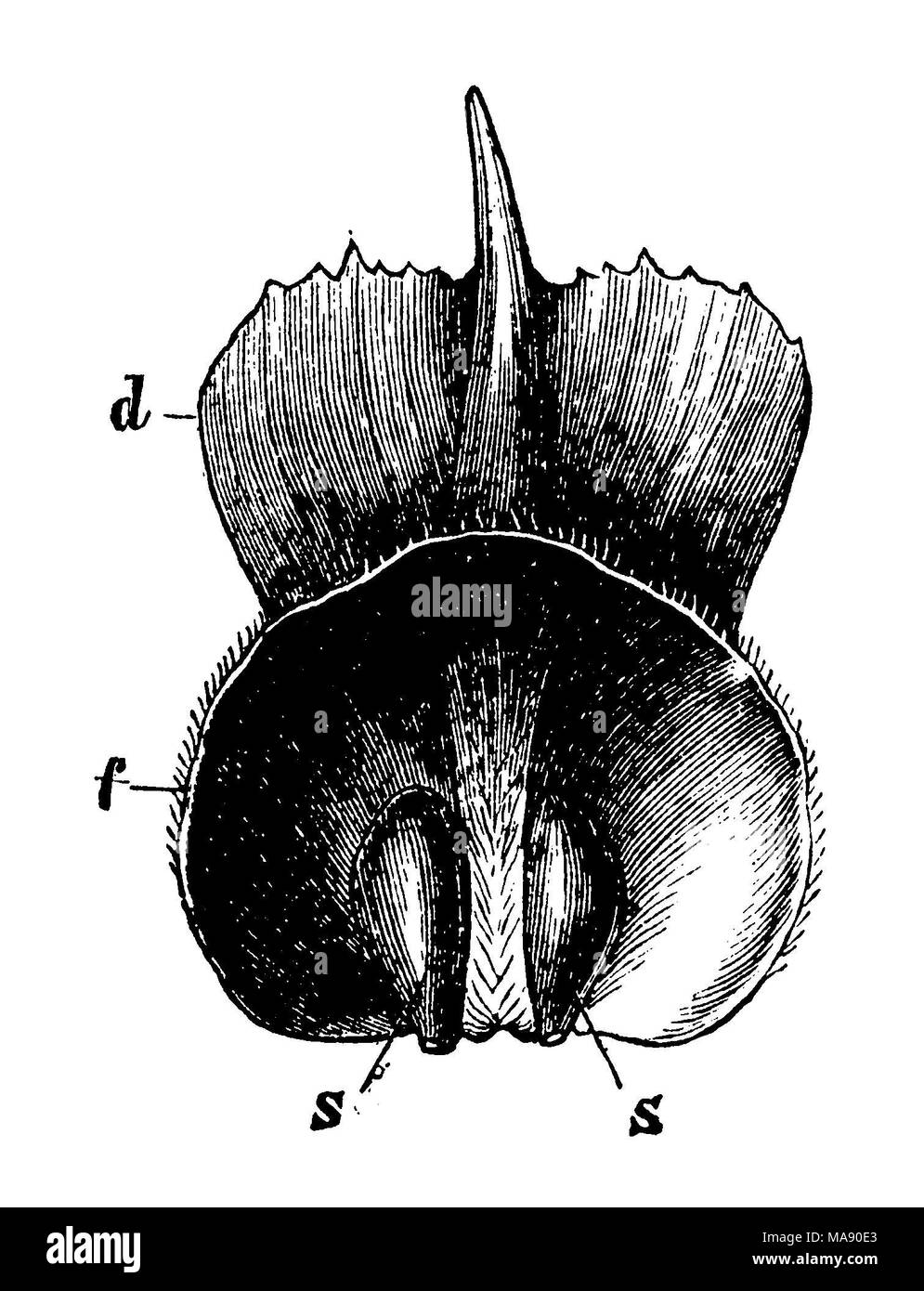 <mélèze d'Europe Larix decidua > l'échelle dans le cônes, d'échelle supérieure, f, carpelles s bourgeons de semences Banque D'Images