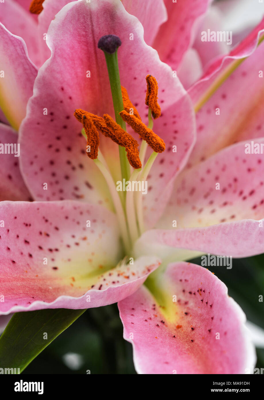 Lilium orientalis (Oriental Lily)-6 Banque D'Images